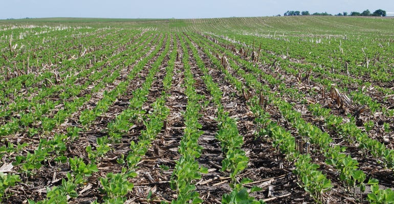  A later planted soybean field in southwest Iowa looks better since it got some rain.