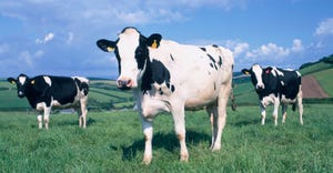 Holstein cows standing on green grass