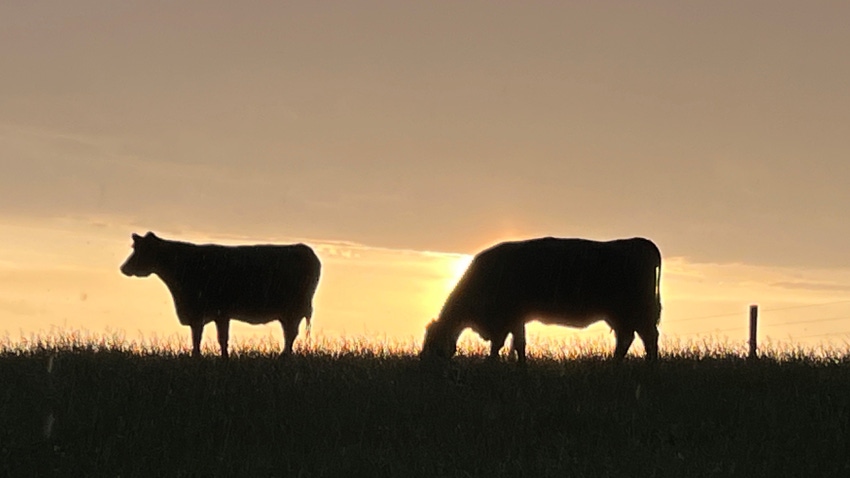 Grazing cows in silhouette at sunset