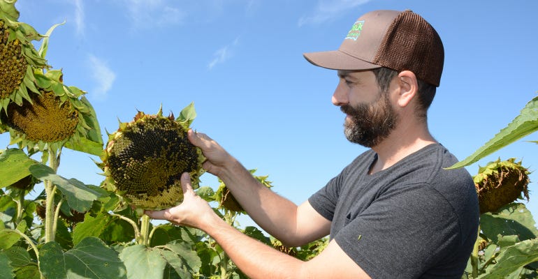Lance Hourigan checks sunflowers' maturation progress
