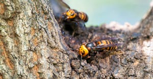 Asian giant hornets make its nest on a tree trunk.