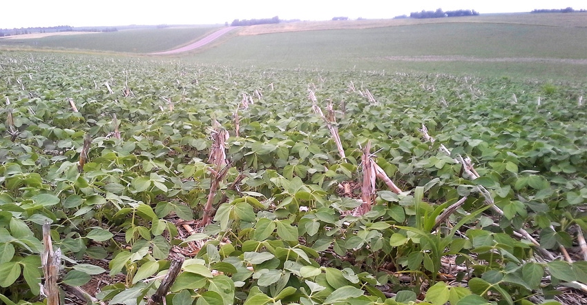 Soybeans planted into corn stalks residue