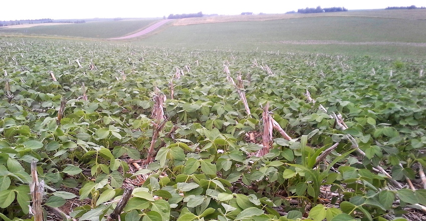 Soybeans planted into corn stalks residue Soybeans planted into corn stalks residue