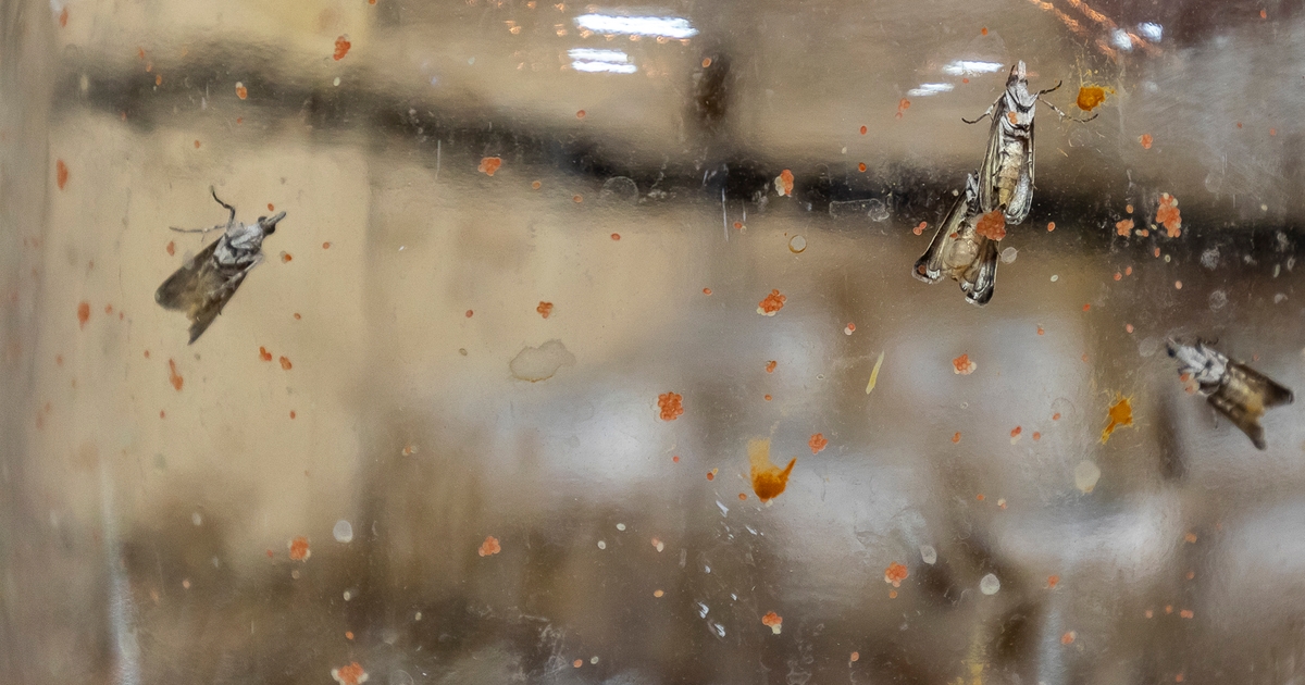 What is Navel orangeworm and why you should care