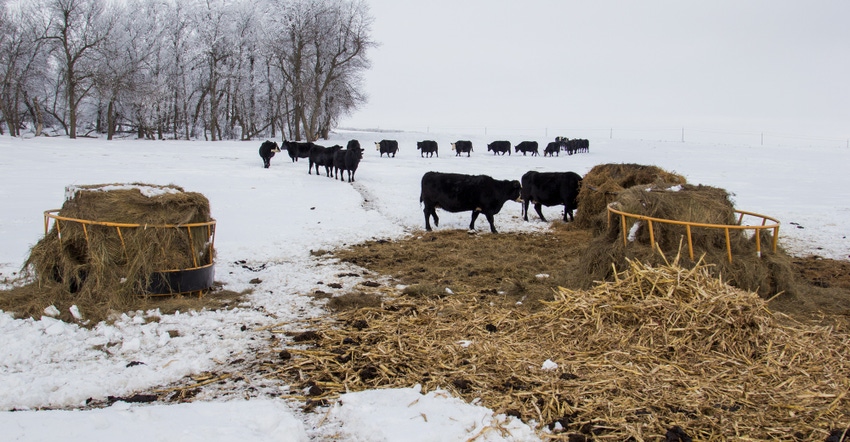 Cattle feeding in winter snow