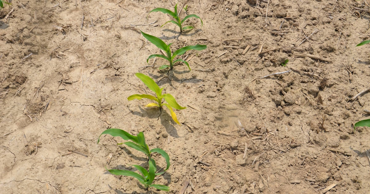 Why is this corn plant yellow?