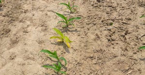 young cornstalks sticking out of dirt field
