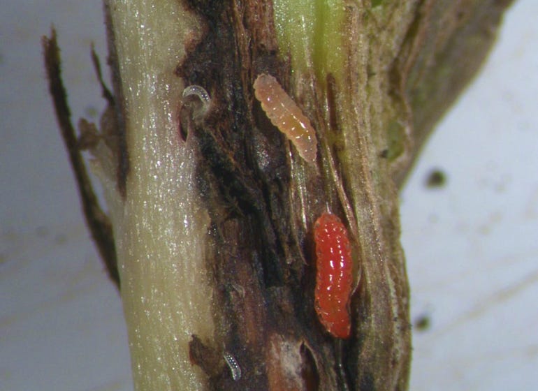 soybean gall midges on a plant stalk