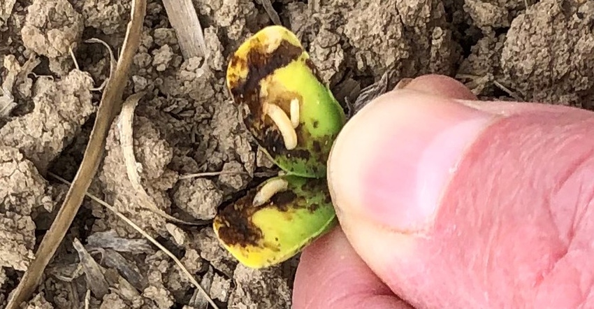 seedcorn maggot on soybean seedling