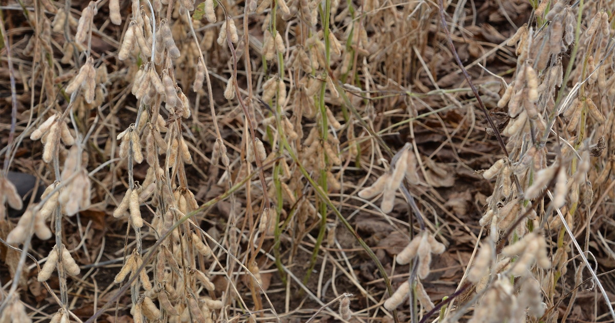 What’s the secret to 100bushel soybeans?