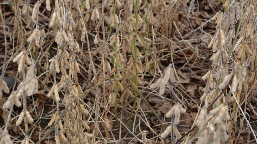 dried-down soybean plants full of pods in the field