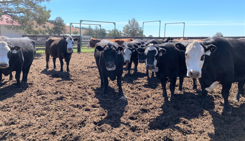 WFP-OSU-cows-collars.jpg WFP-OSU-cows-collars.jpg