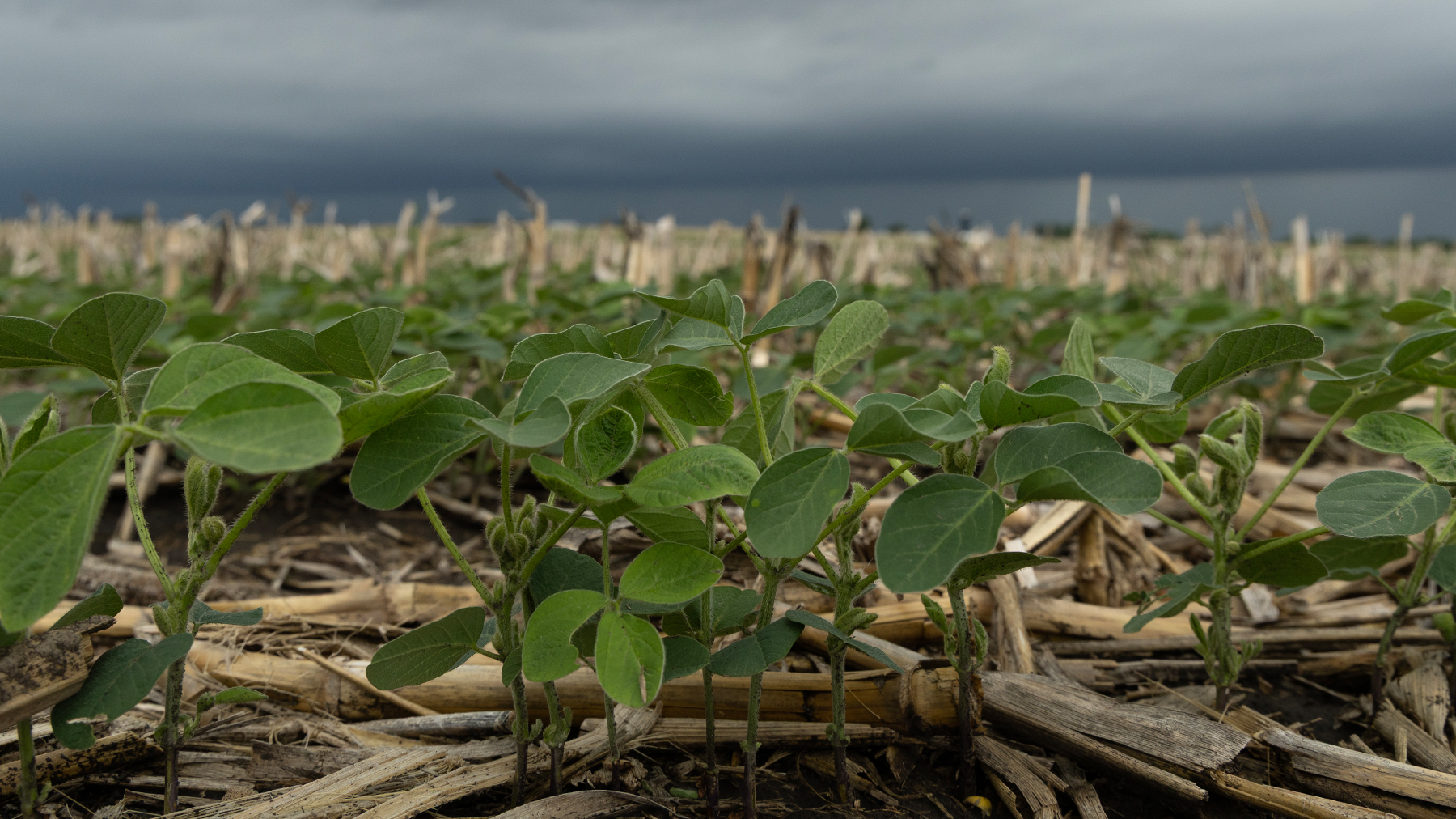 soybeans