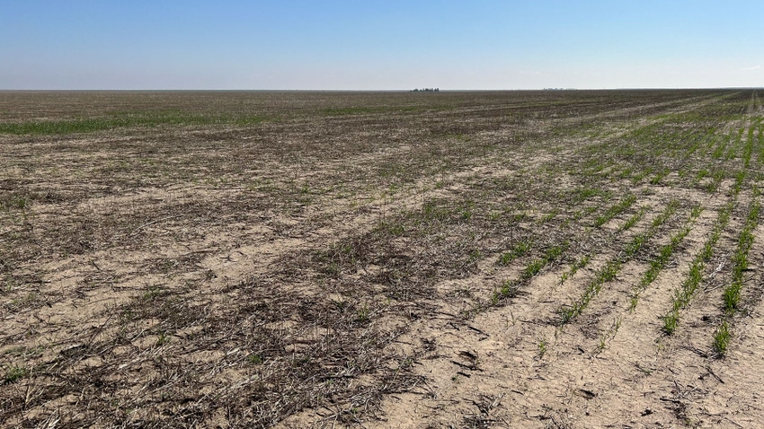 Field of zeroed-out wheat near Lakin, Kan.