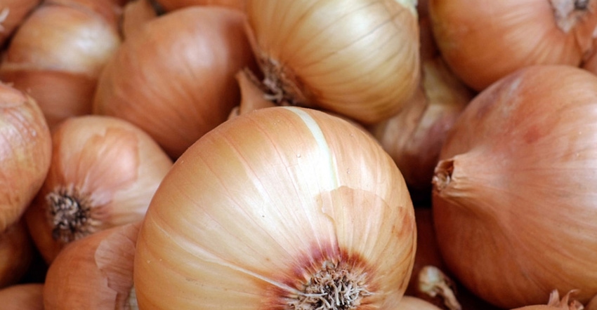 onions.jpg onions.jpg