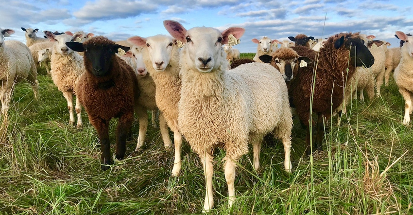 Sheep Sheep