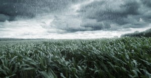green maize field in front of dramatic clouds and rain