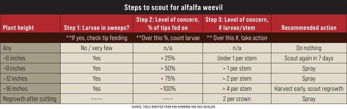 A graphic table outlining steps to scout for alfalfa weevil