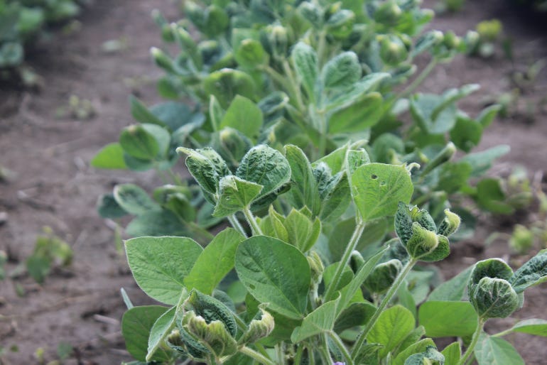 leaf cupping caused by dicamba drift in soybean plants