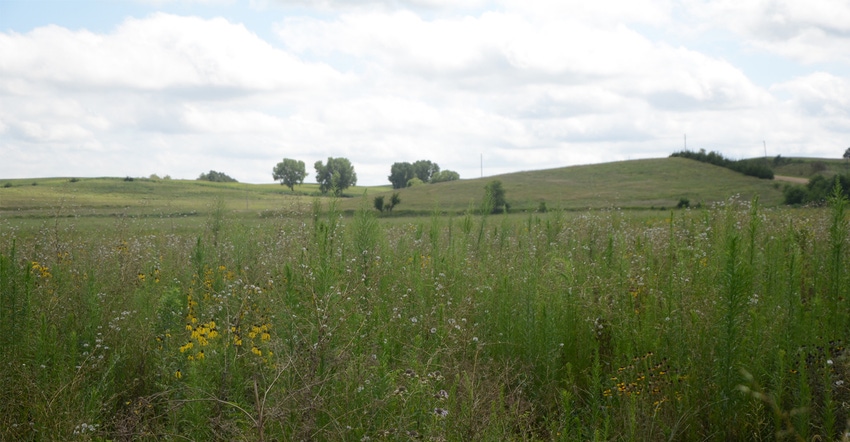 Prairie flowers Prairie flowers