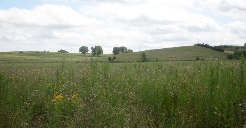 Prairie flowers