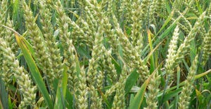 green wheat and barley