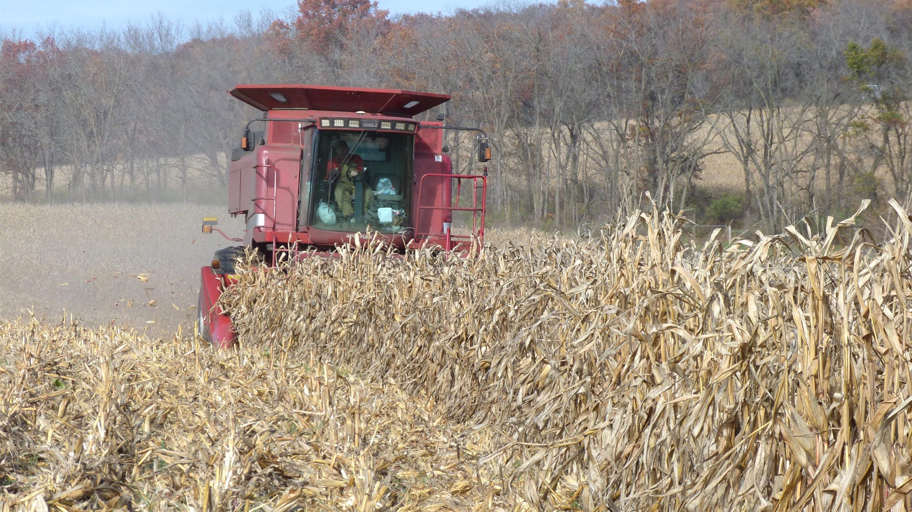 combine harvesting corn