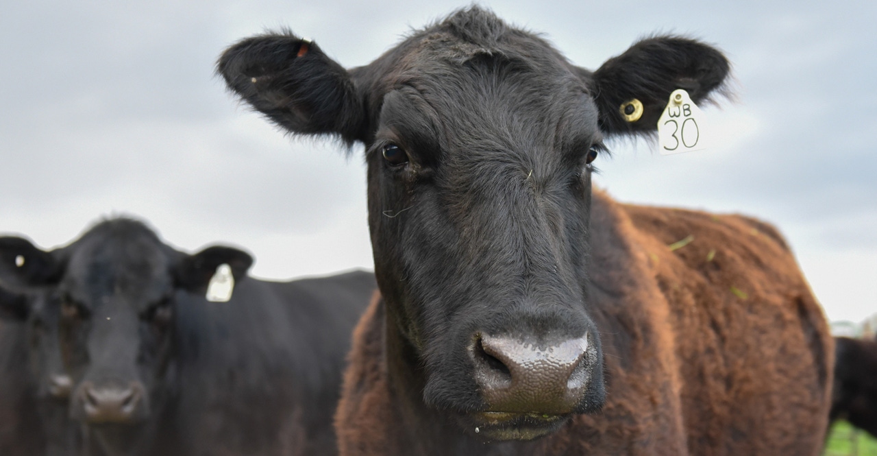 Consider EID tags for your cattle herd