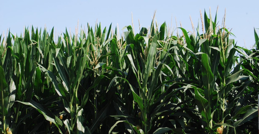 close-up of cornfield