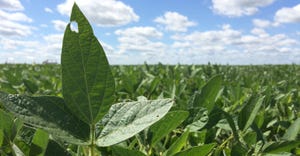 Soybeans in August in southeast Minnesota