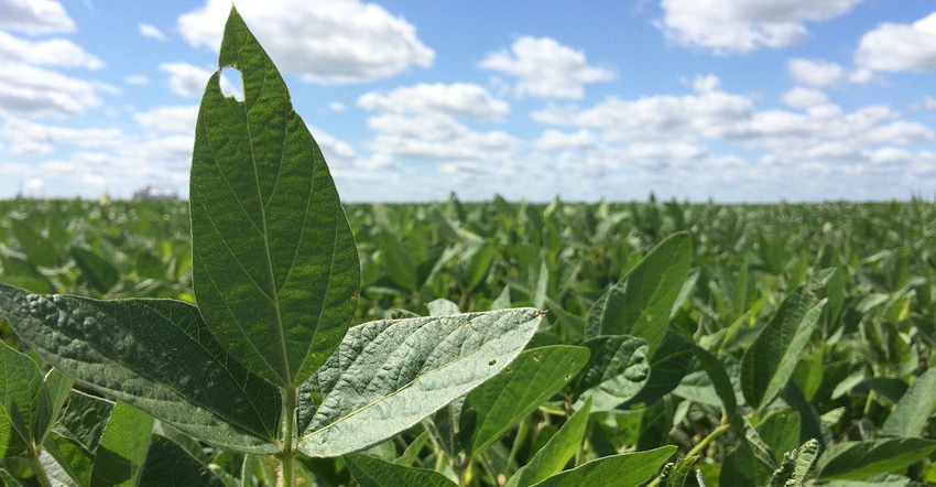 Soybeans in August in southeast Minnesota