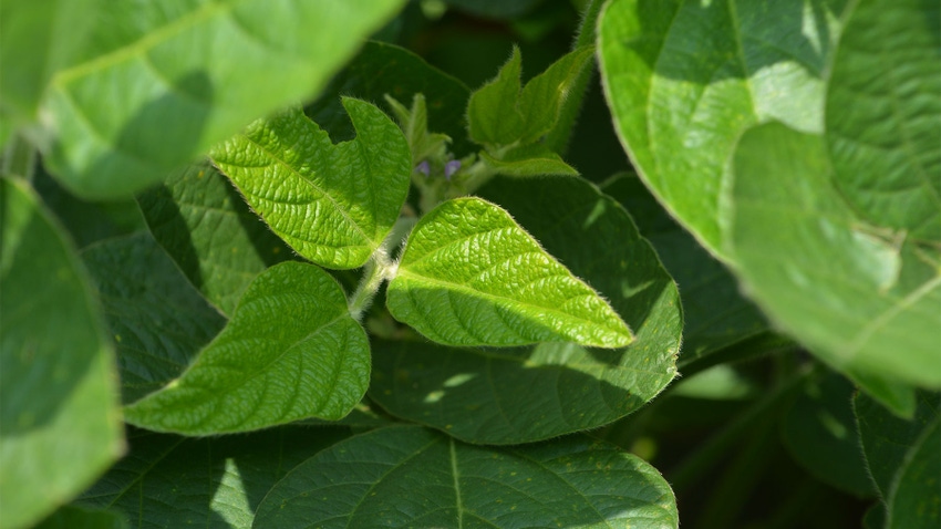  Soybean plant leaves 