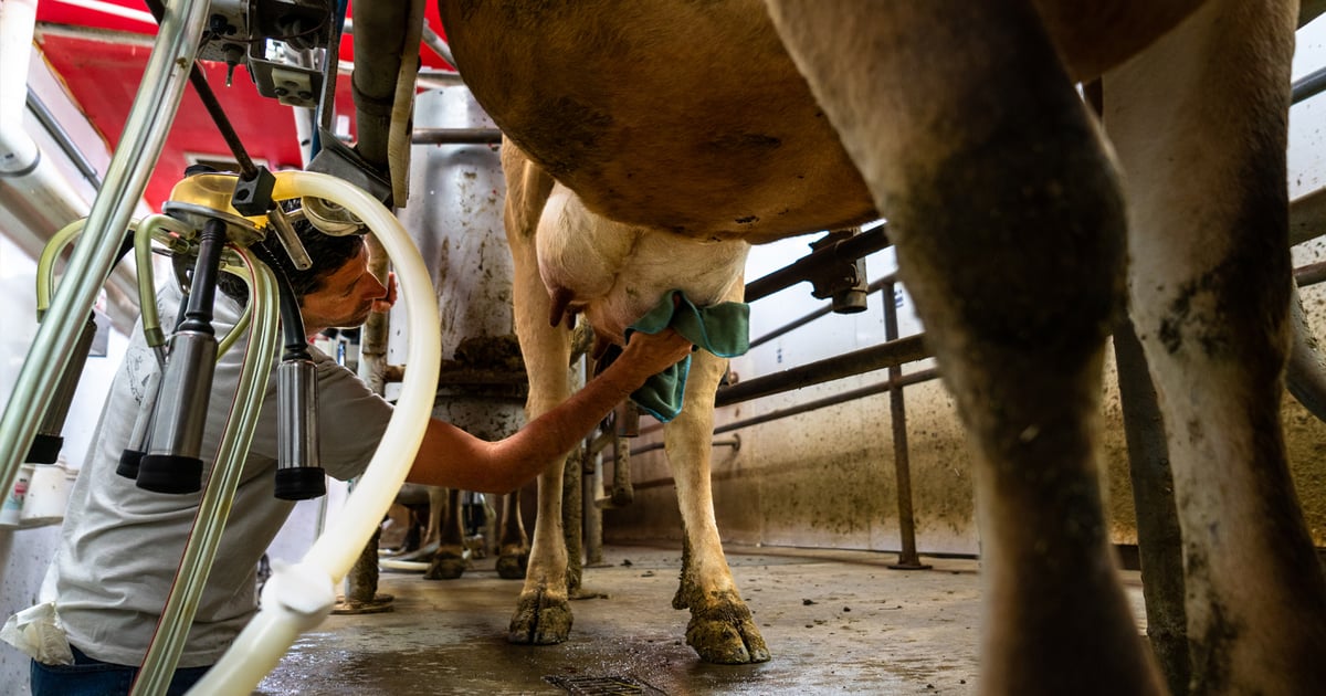 More money in milk checks after rough start to 2026