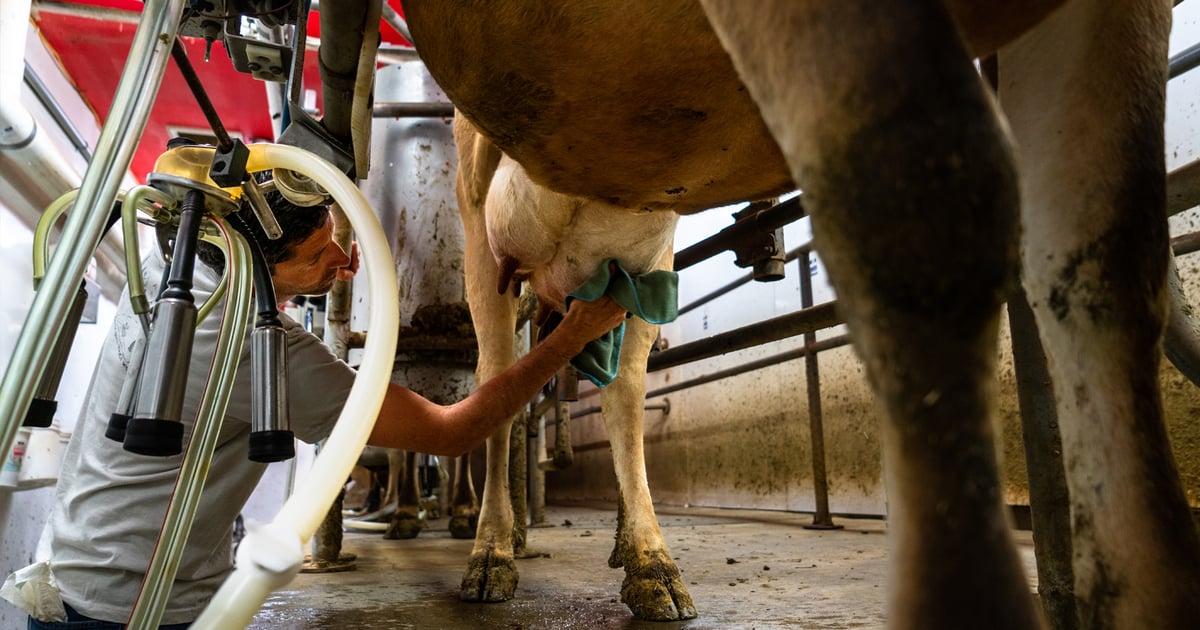 More money in milk checks after rough start to 2026