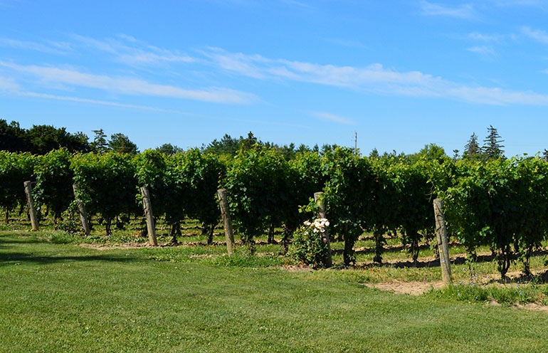 GL0912-CGCN-virus-free-vines_BT_Edits.jpg GL0912-CGCN-virus-free-vines_BT_Edits.jpg