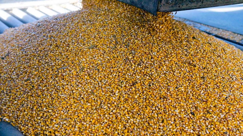 Corn dumping into a pit at grain elevator Corn dumping into a pit at grain elevator