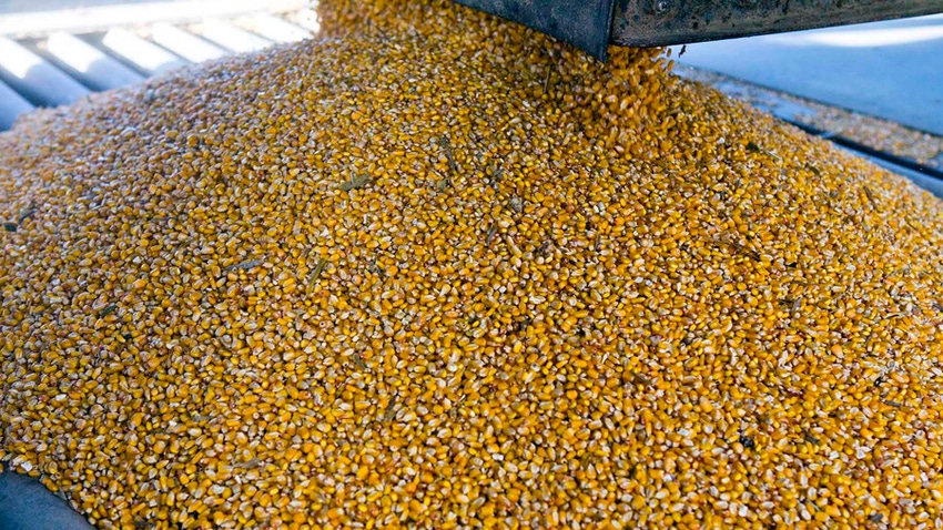 Corn dumping into a pit at grain elevator