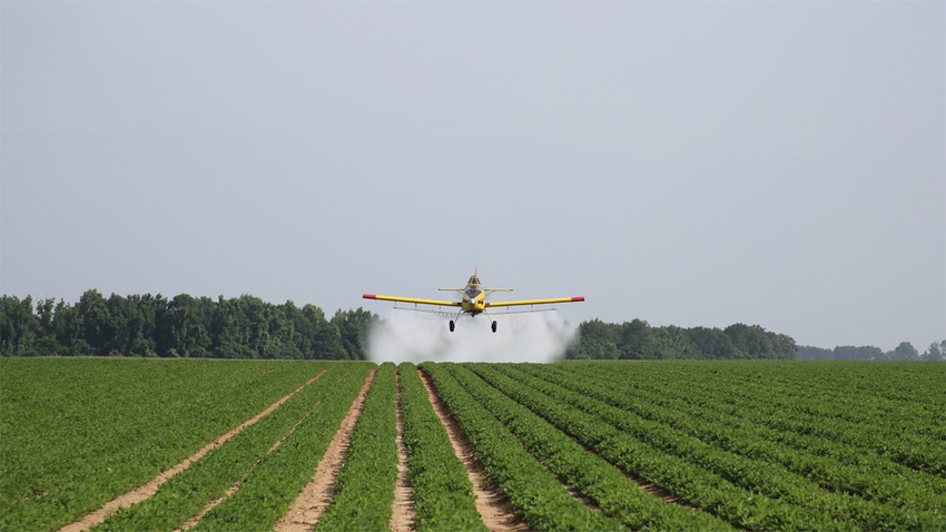 Navigating persistent pest problems in peanuts