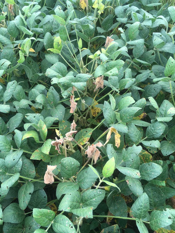 soybean plants with white mold 