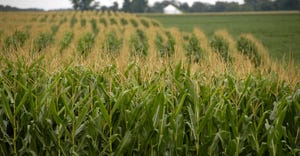 cornfield that has tasseled