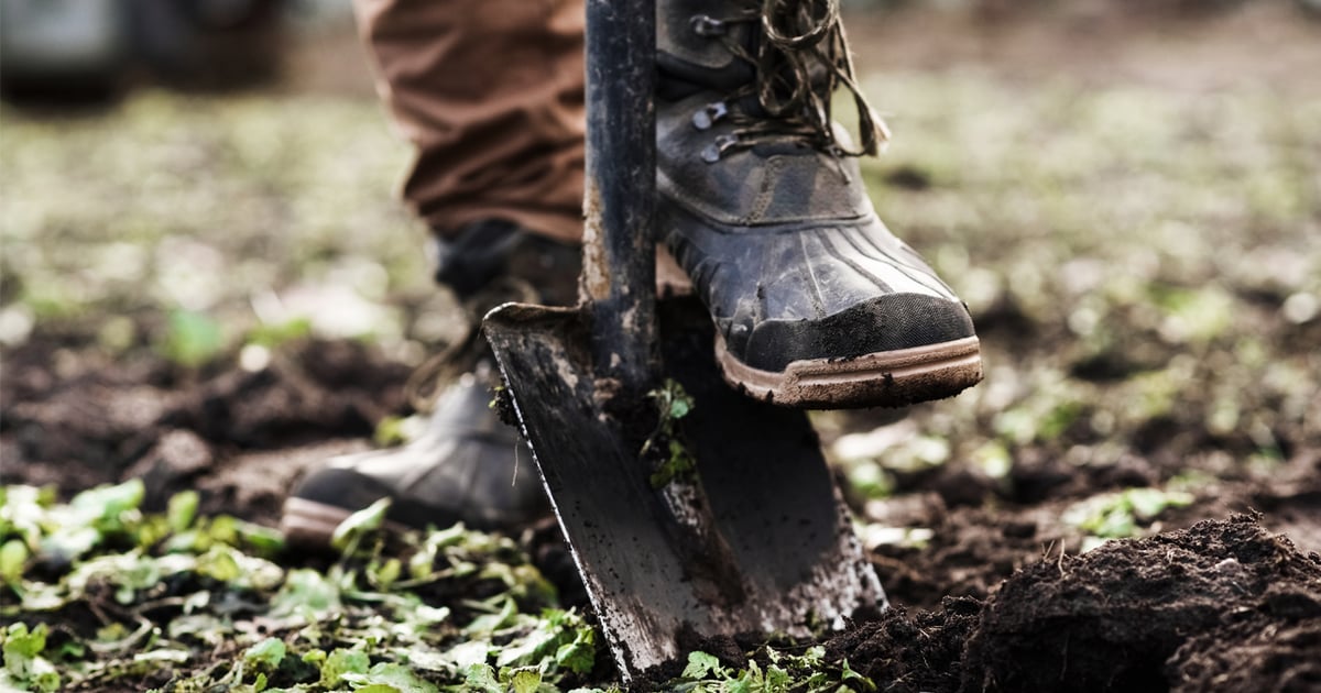 Dig into fall tree planting