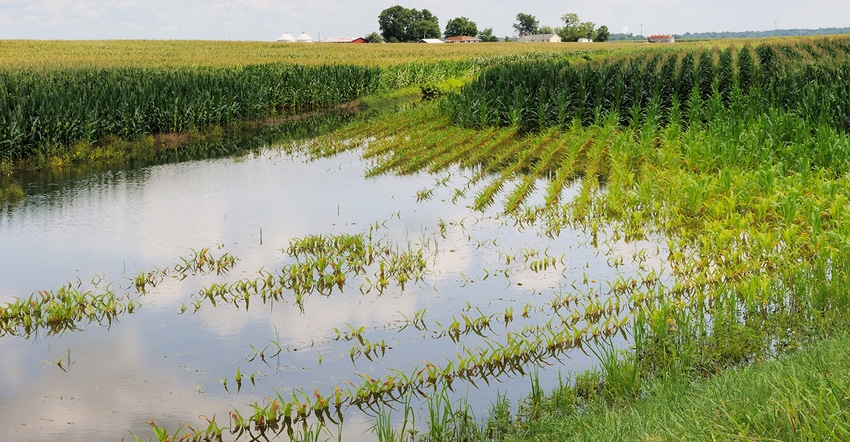 flooded  cornfield