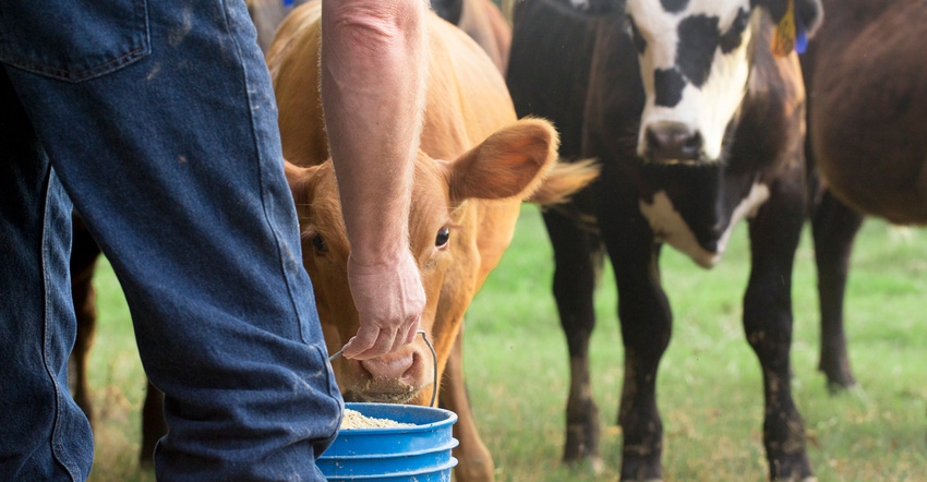 farmer feeding calves from bucket