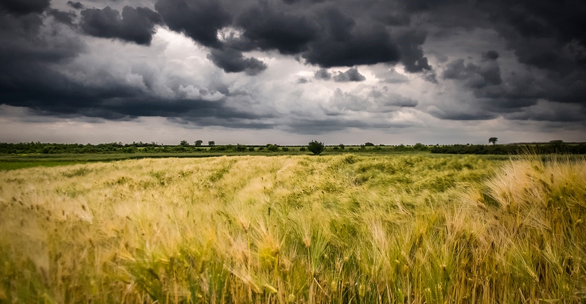 dark storm clouds over wheat field