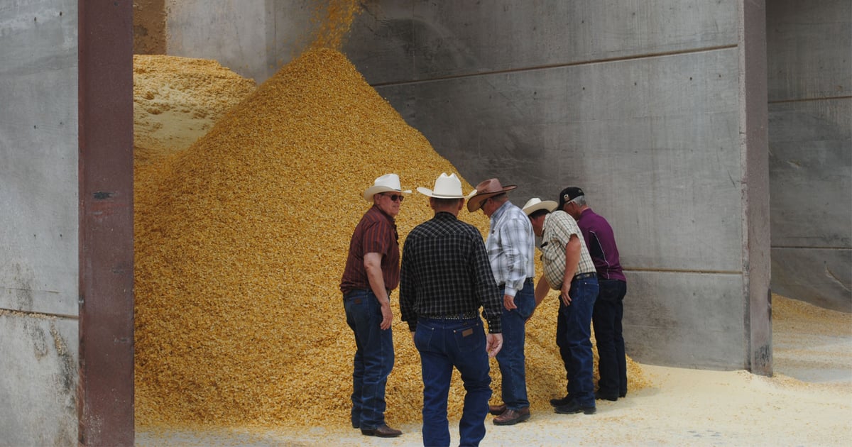 Family feedlot sold on flaked corn in ration