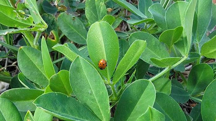 swfp-shelley-huguley-reddecop-ladybug.jpg swfp-shelley-huguley-reddecop-ladybug.jpg