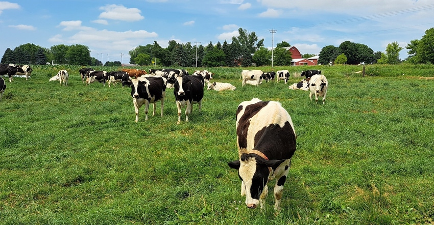 Dairy cows in pasture