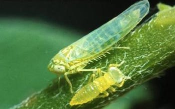 Potato leafhopper adults as well as nymphs will feed on alfalfa plants. 
