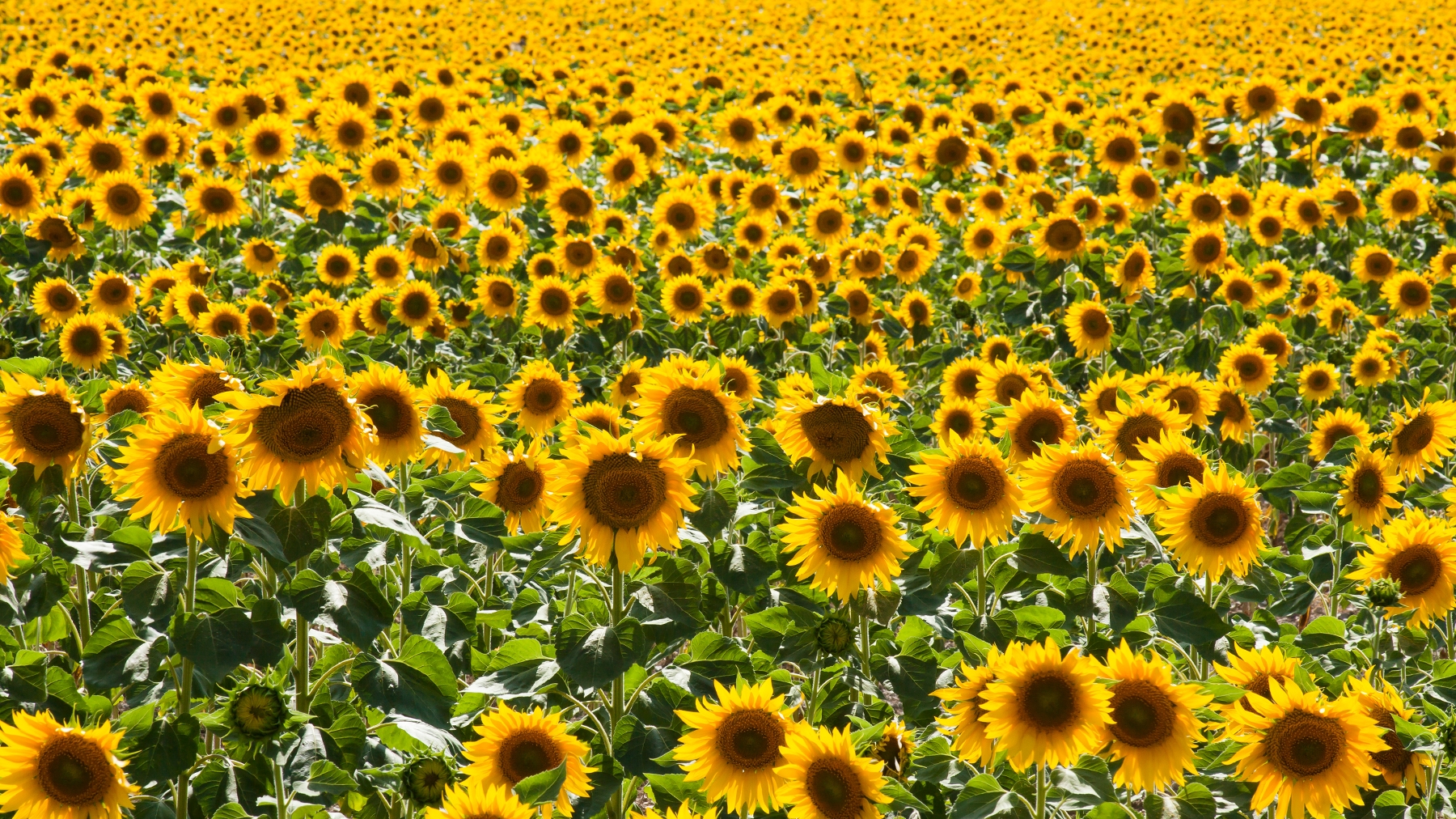 What S Next For Sunflowers In 2024   1120T1 1243 1800x1012 