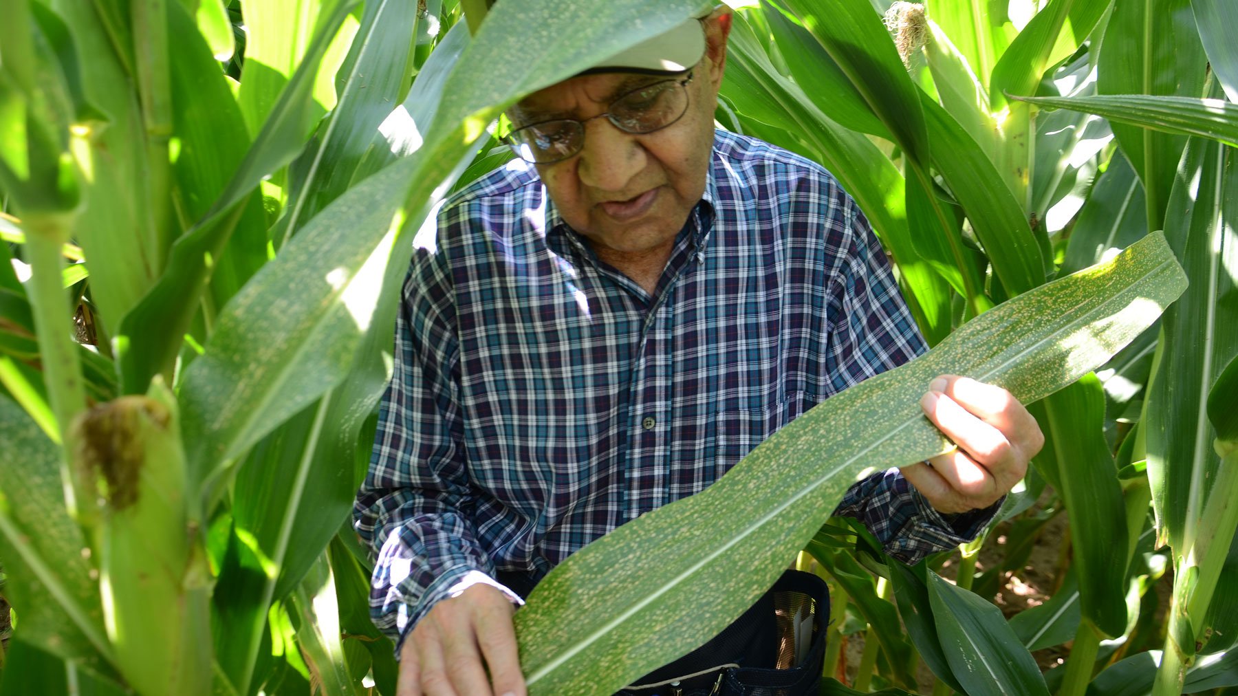 Walking cornfields still pays - Vimarsana News